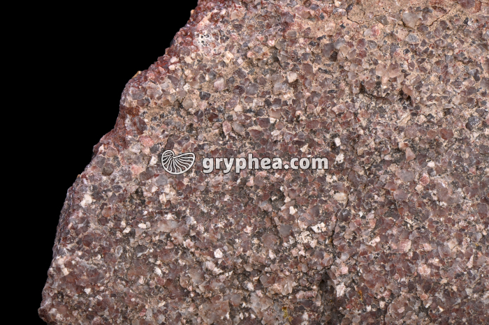Rhyolite - détail - gryphea.com